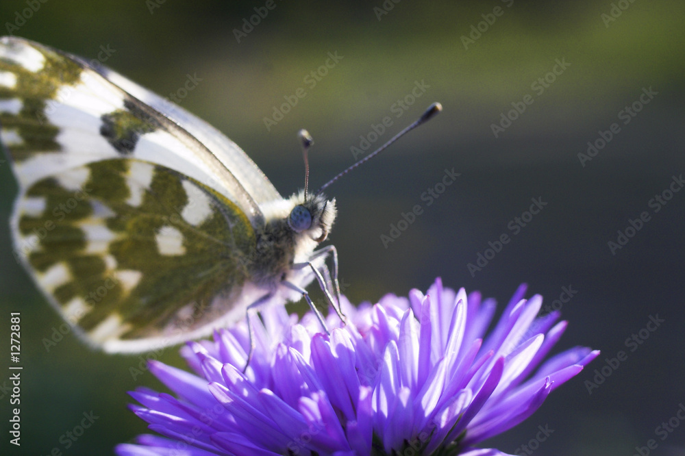 the perfect butterfly drinks nectar the perfect butterfly drinks nectar