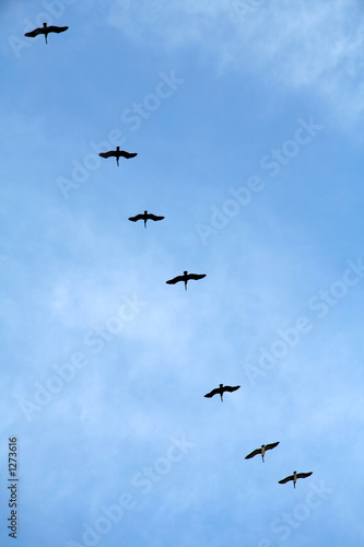 pelicans flying in formation