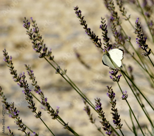 papillon 4