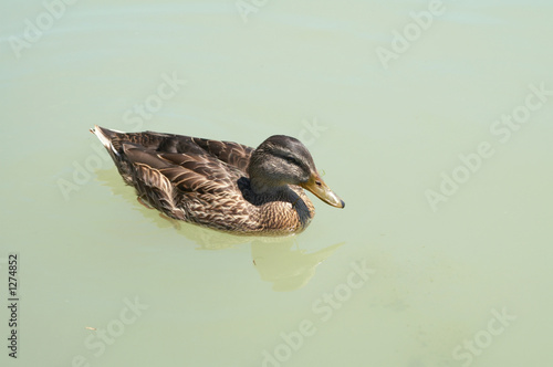 swimming duck