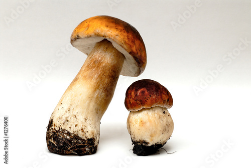 mushrooms