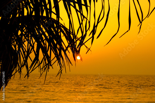 palm tree silhoutte against sun photo