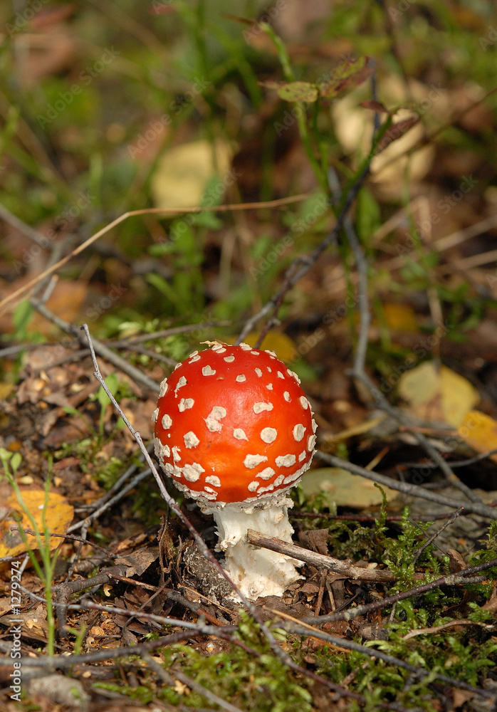 agaric agaric