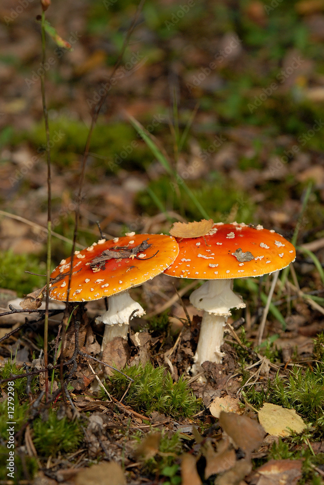 agaric agaric