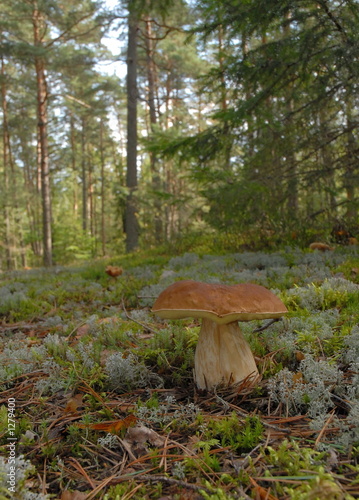boletus