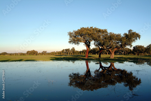 reflected trees on the lack