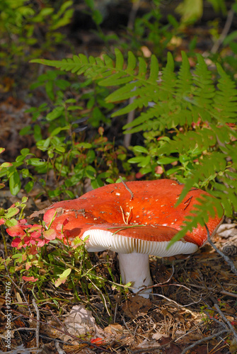 russule