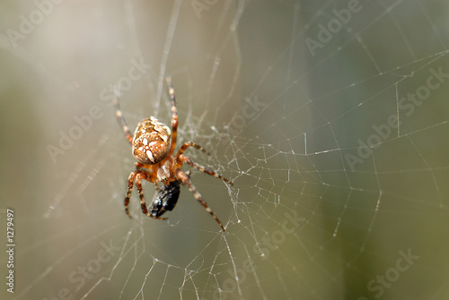 spider © Ogis