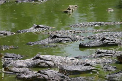 alligators in waiting