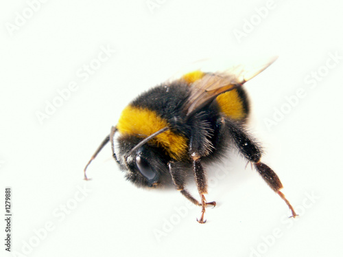 bumblebee © Henryk Olszewski
