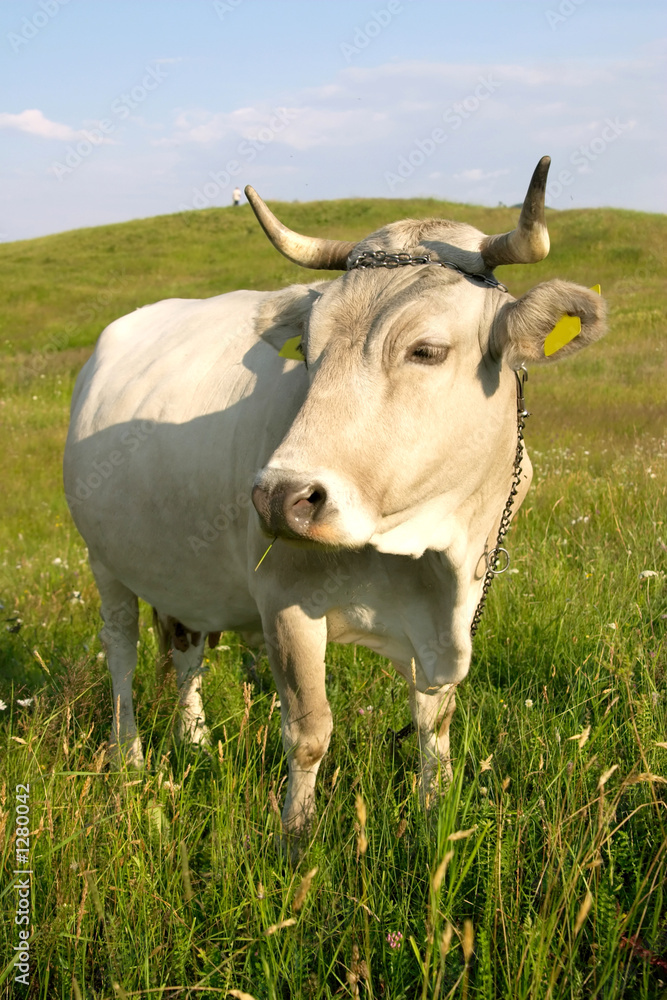 white cow profile