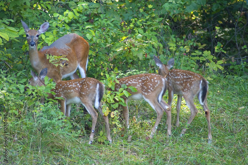 family meal