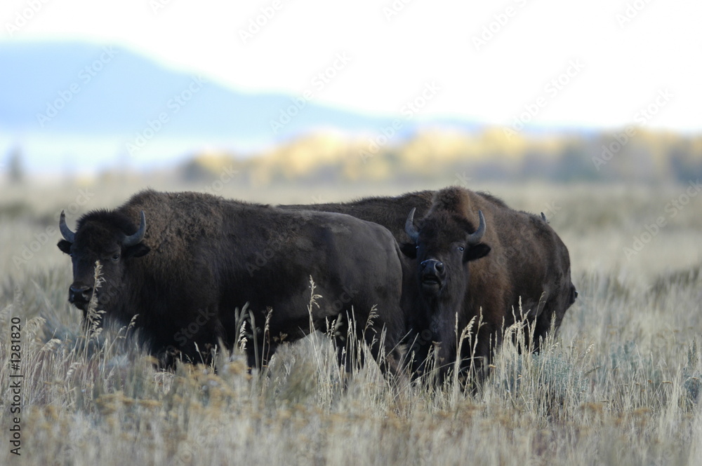 buffalo standing in field