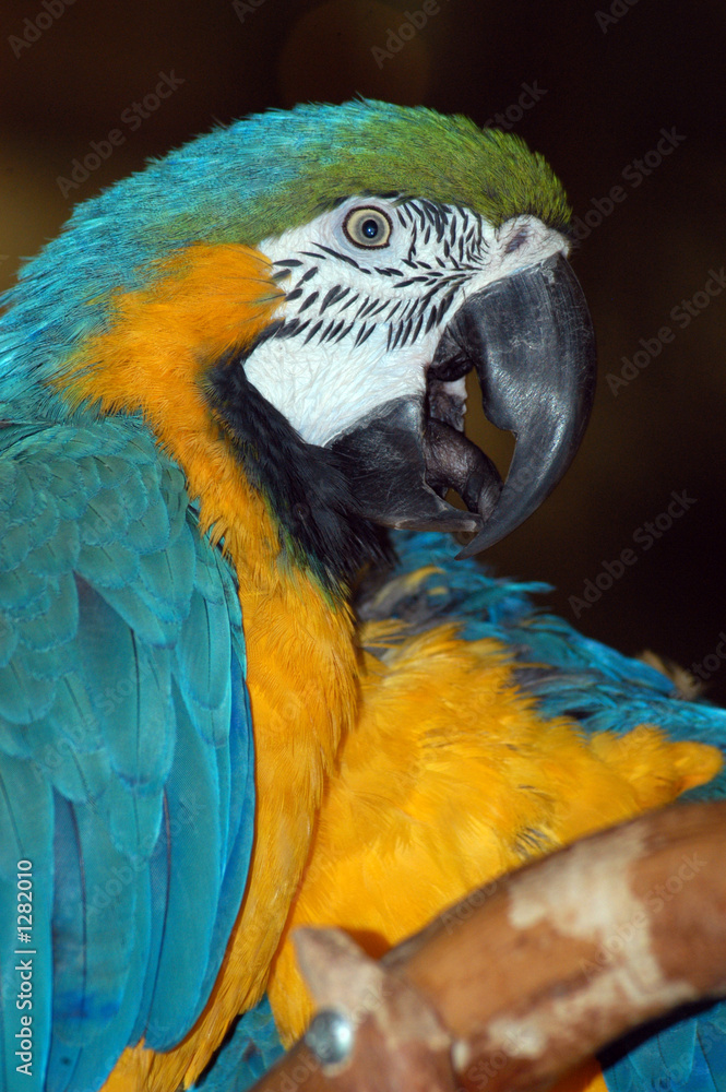 Naklejka premium big macaw parrot