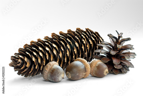 cones and acorns