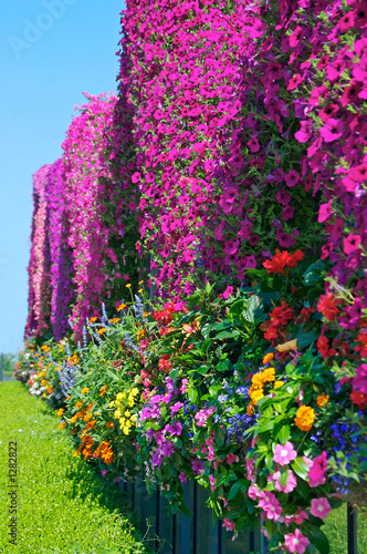 flowers and sky
