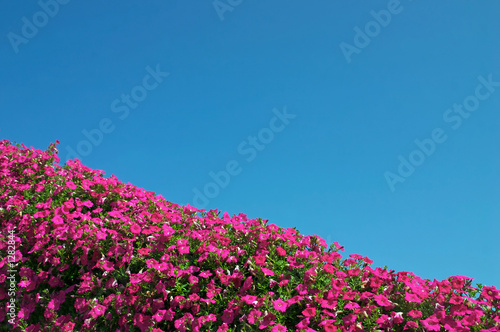 flowers and sky
