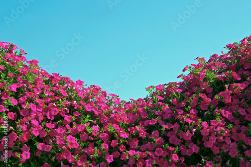 flowers and sky