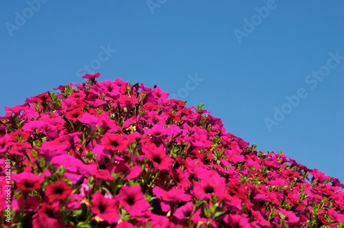 flowers and sky