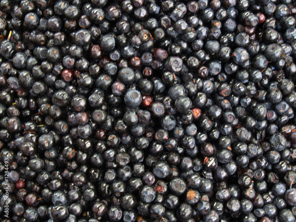 bilberry background bilberry background