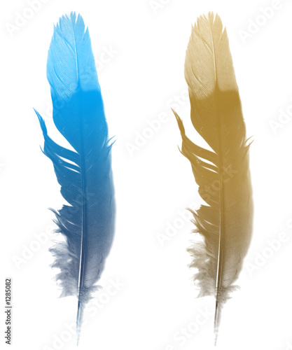 the bird's feather