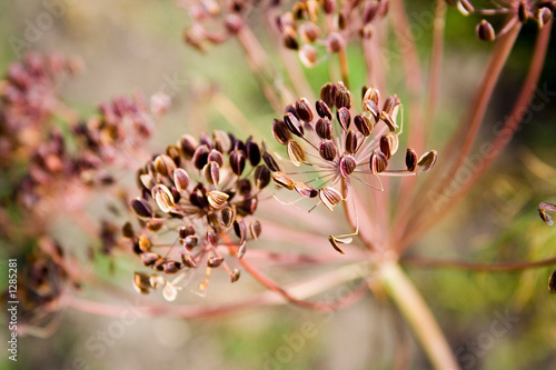dill