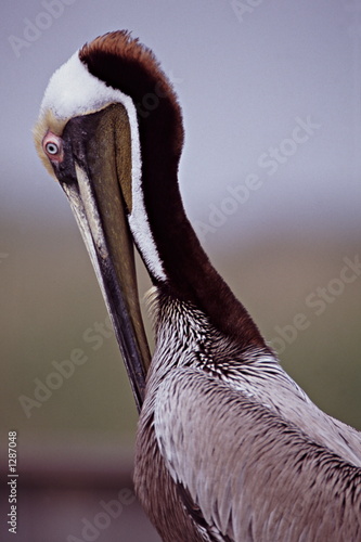 brown pelican on beach