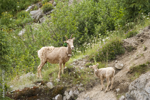 rocky mountain she-goat with a kid