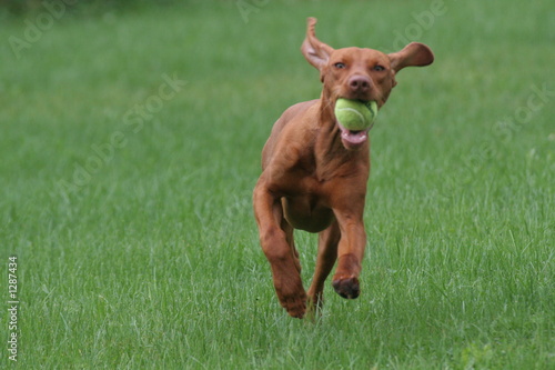 dog running with ears flapping happy fun playtime