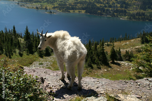 mountain goat (oreamnos americanus)