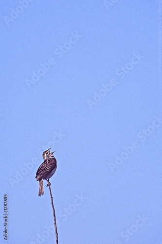 dickcissel on twig