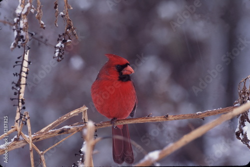 northern cardinal winter