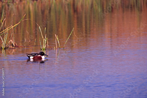 northern shoveler