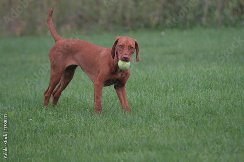 dog with tennis ball playing retrieve on green