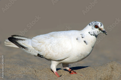 dove on the beach