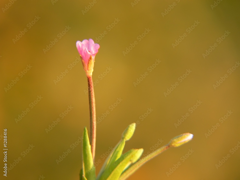 delicate flower delicate flower