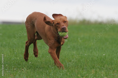 funny dog puppy playing with toy in mouth running