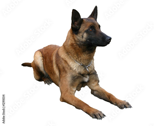 malinoise couch  e