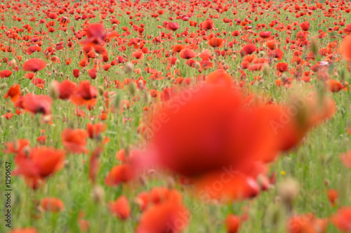 red poppy flowers photo