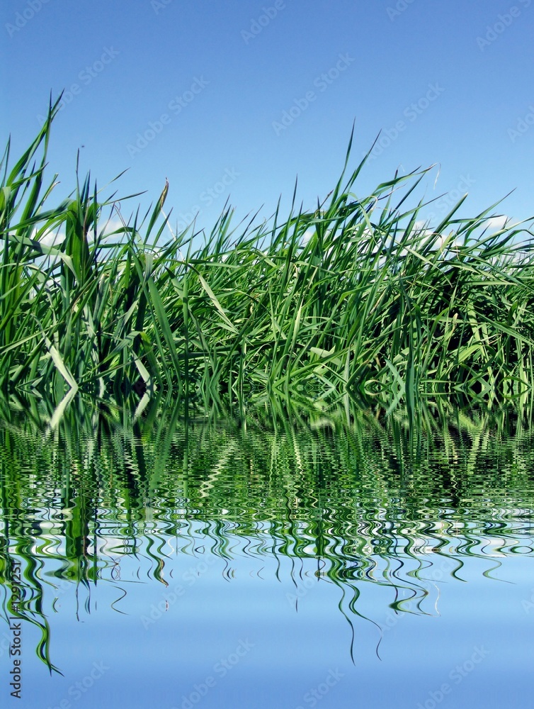 grass and lake