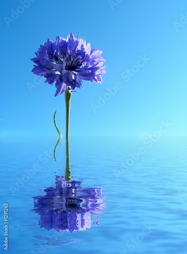 blue cornflower in water