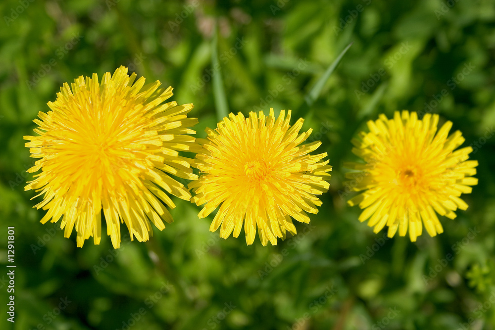 Naklejka premium pissenlit en tierce