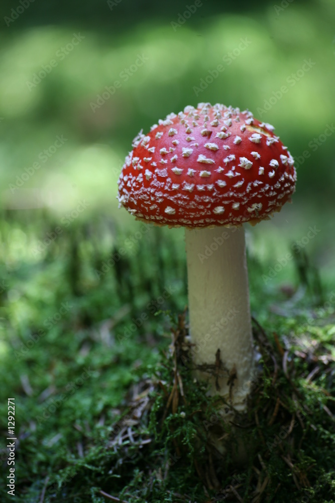 Fototapeta premium fliegenpilz