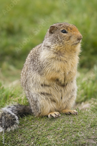 columbian ground squirrel with buschy tail
