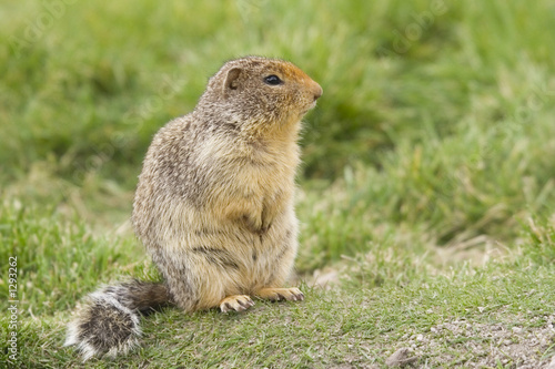 columbian ground squirrel with buschy tail - side view