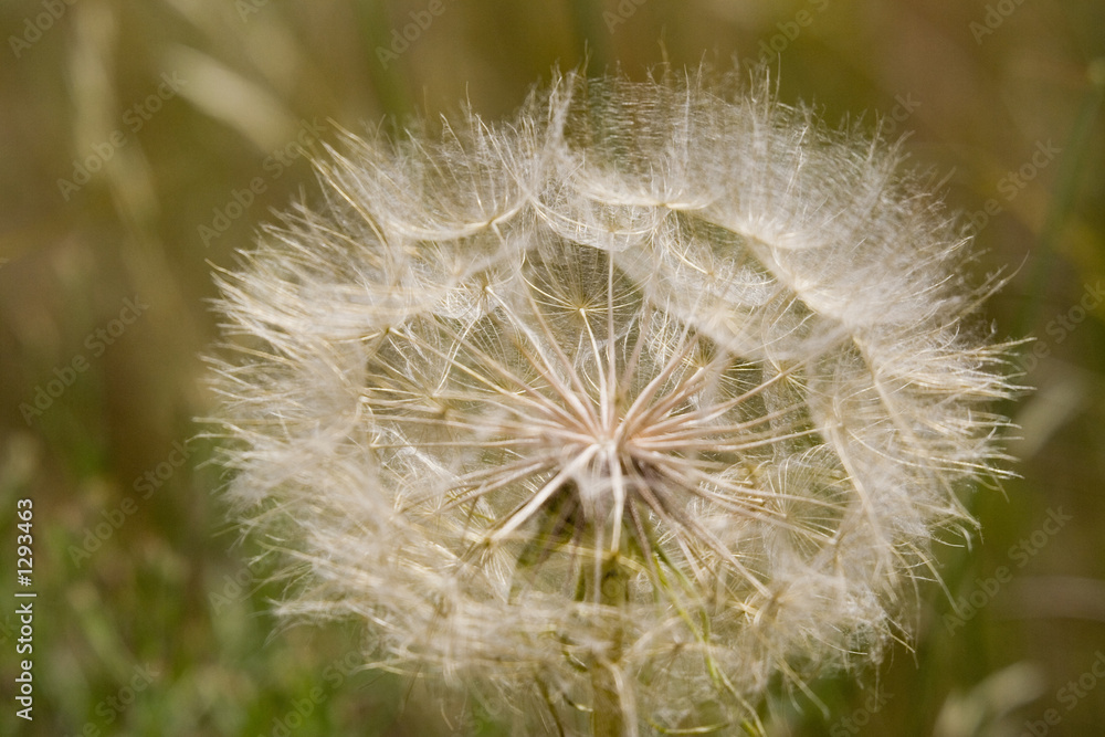 Fototapeta premium globe of a dandelion in the sun
