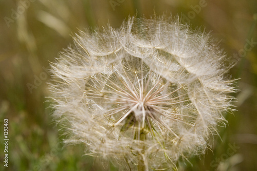 globe of a dandelion in the sun