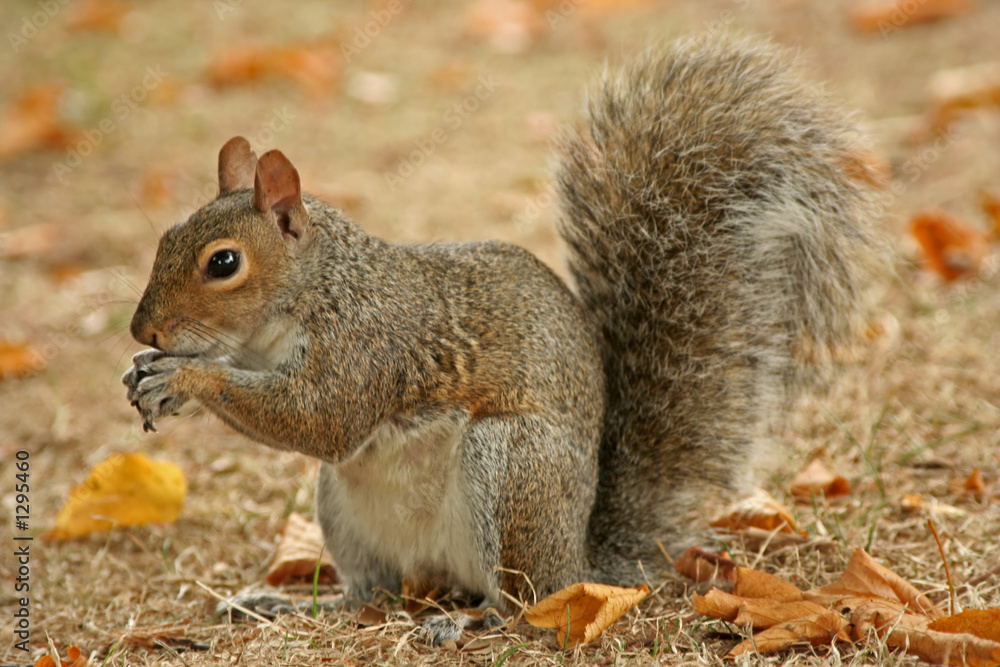 squirrel eating a nut