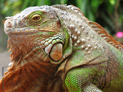 iguane vert photo