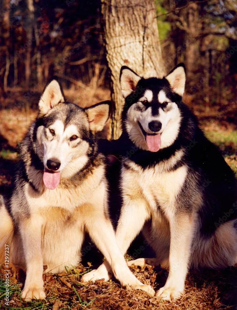 Obraz premium big puppies